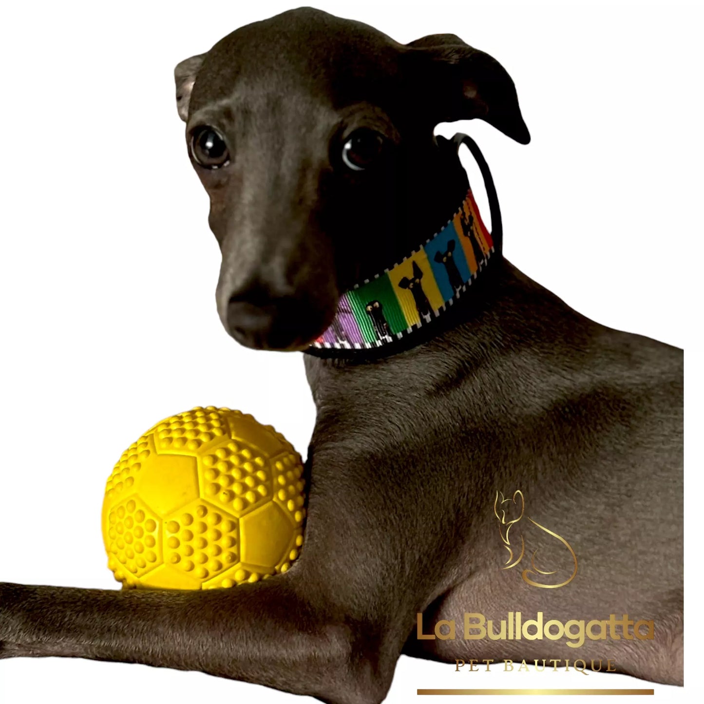 Adjustable collar 40 mm PLI CINE SMALL ITALIAN GREYHOUND