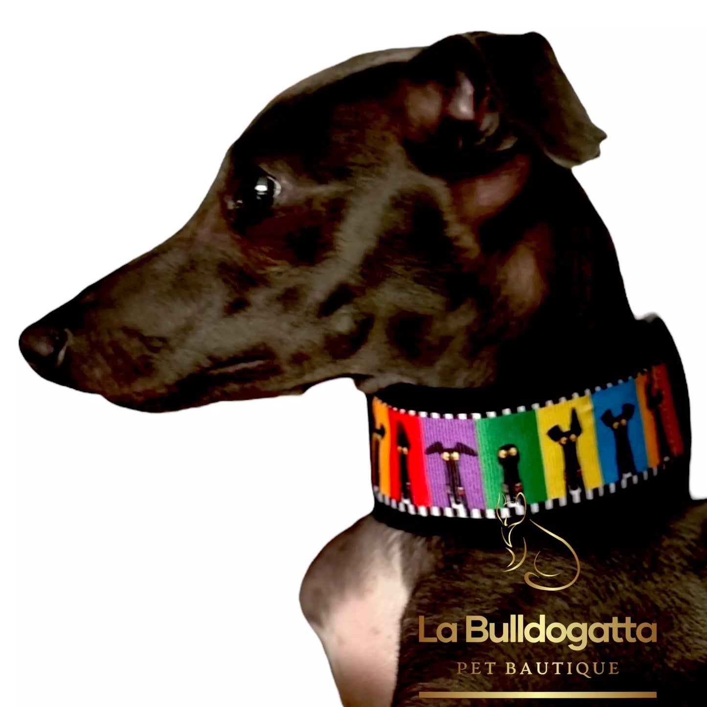 Adjustable collar 40 mm PLI CINE SMALL ITALIAN GREYHOUND
