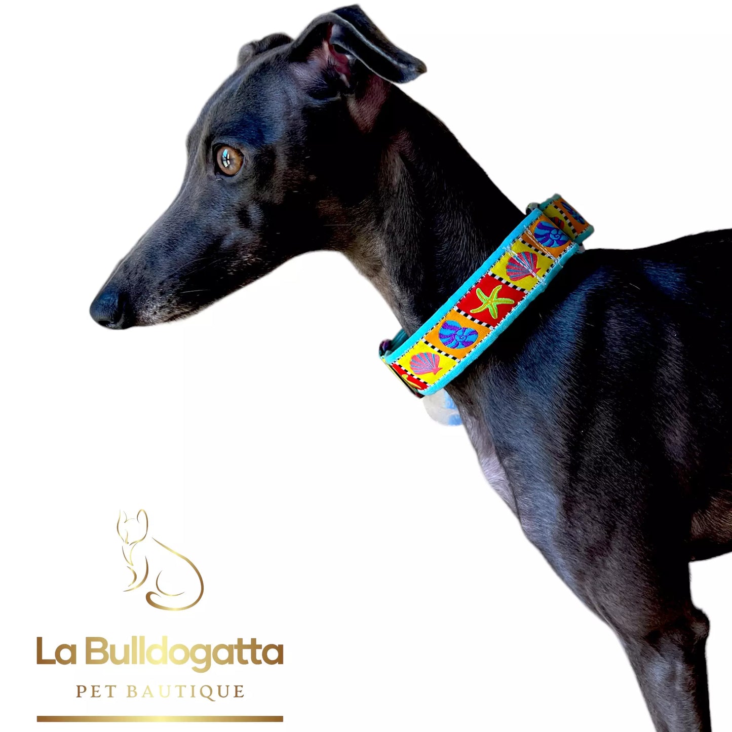 Martingala semistrozzo 25 mm MARINE PICCOLO LEVRIERO ITALIANO