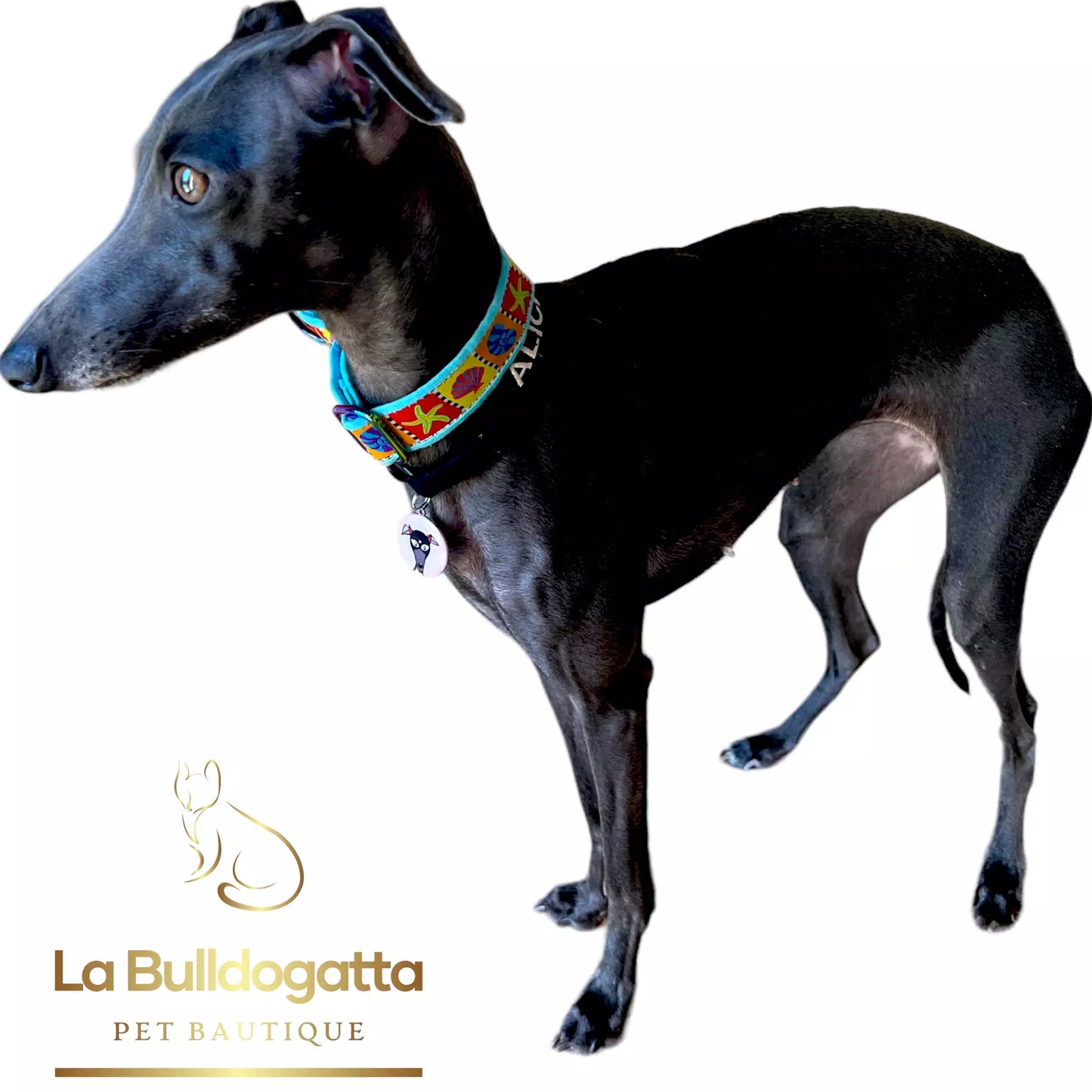 Martingala semistrozzo 25 mm MARINE PICCOLO LEVRIERO ITALIANO