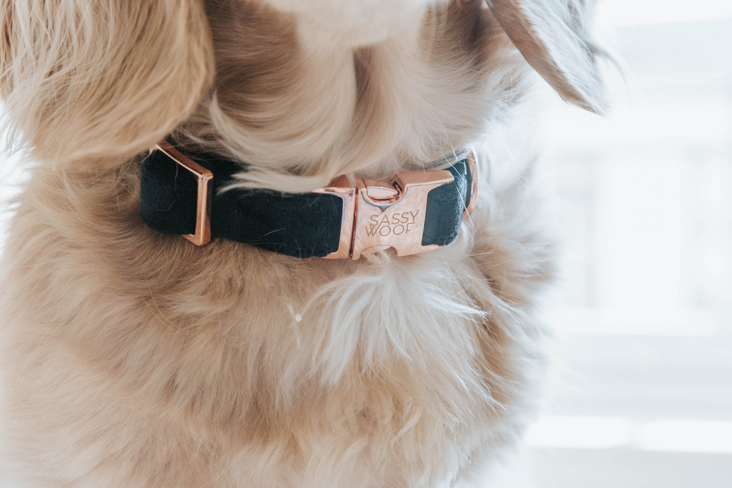 Collare per cane I Do Too - 'I Do Too' Dog Collar (Black)