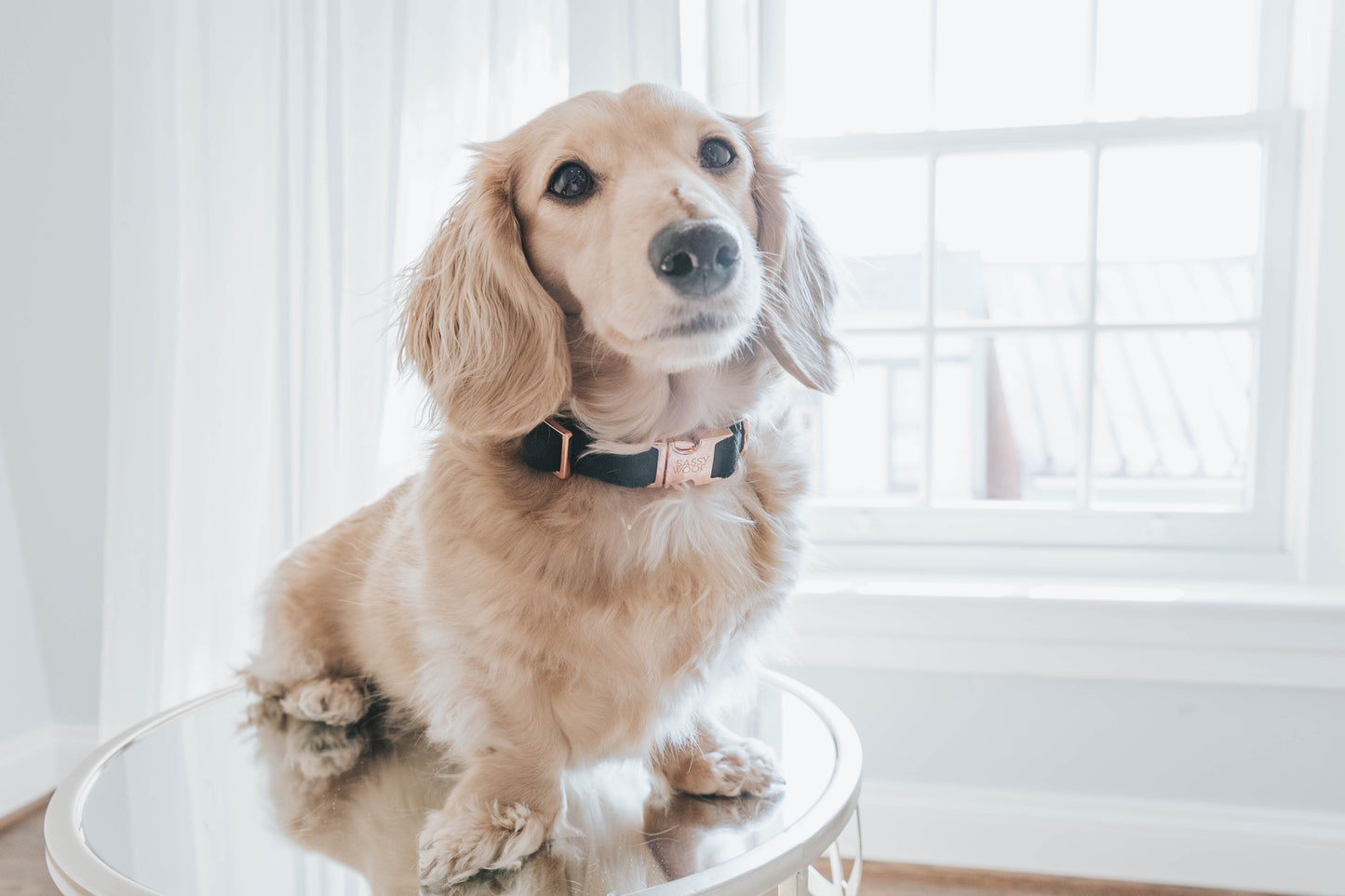 Collare per cane I Do Too - 'I Do Too' Dog Collar (Black)