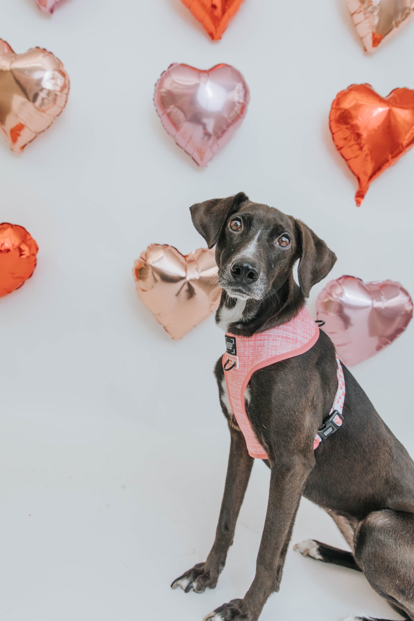 Dolce Rose Reversible Harness - 'Dolce Rose' Reversible Dog Harness