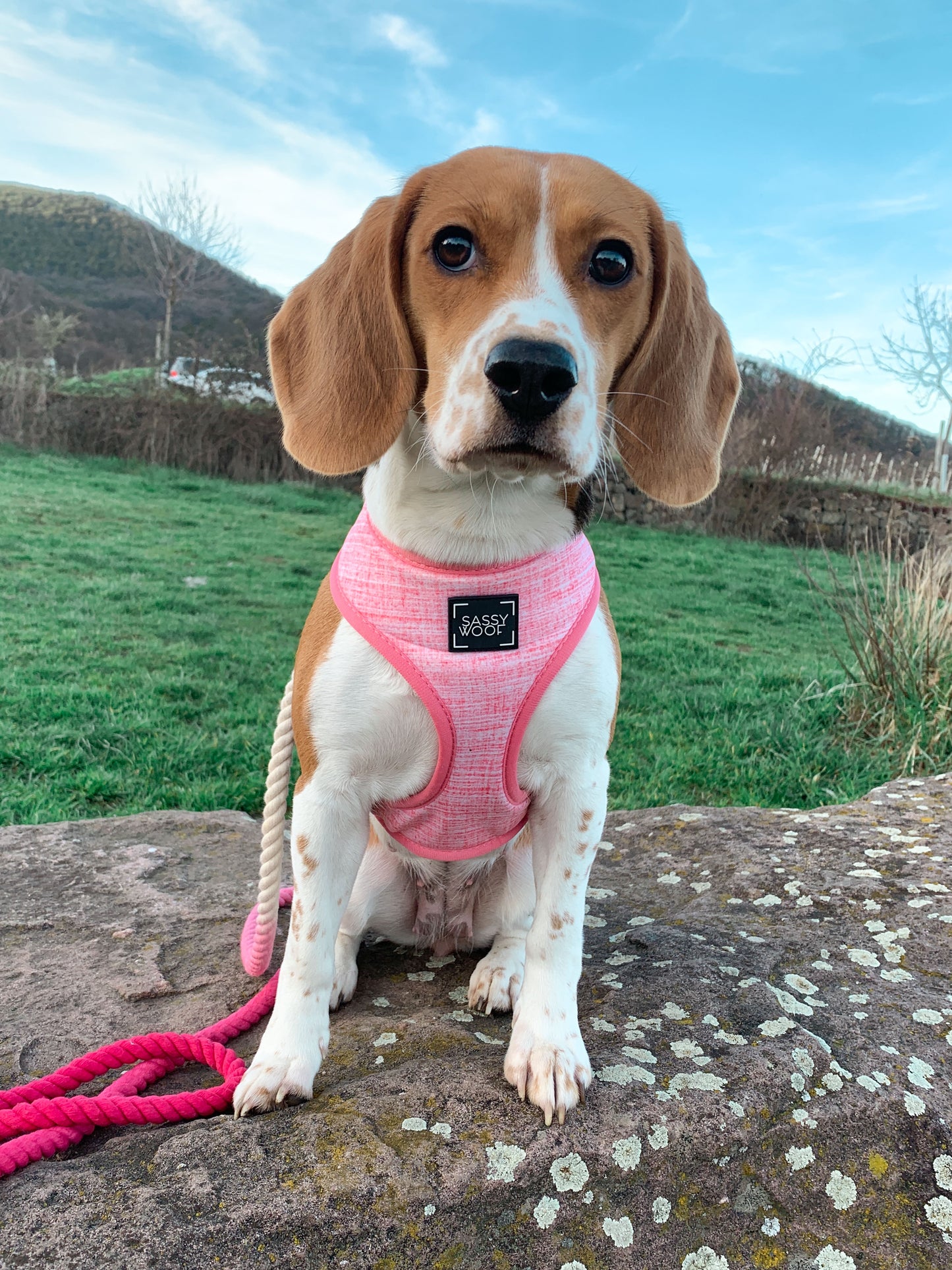Dolce Rose Reversible Harness - 'Dolce Rose' Reversible Dog Harness