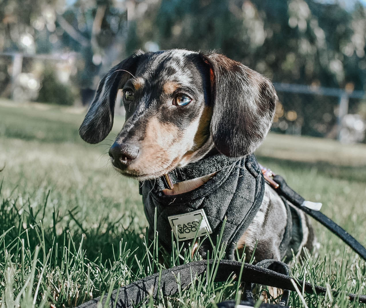 Collare per cane I Do Too - 'I Do Too' Dog Collar (Black)