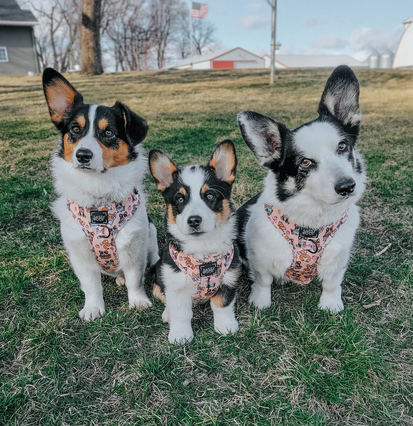 Pettorina regolabile per cane Corgilicious - 'Corgilicious' Adjustable Dog Harness