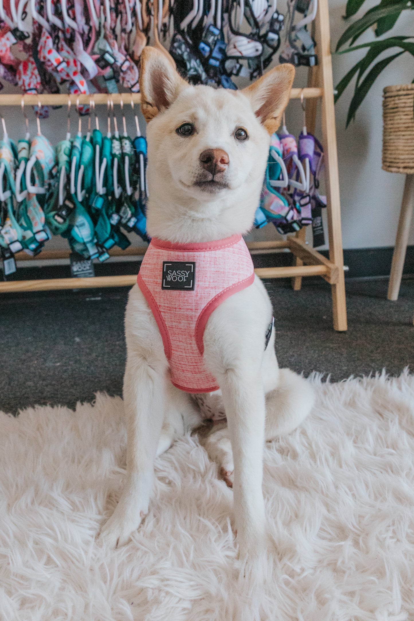 Dolce Rose Reversible Harness - 'Dolce Rose' Reversible Dog Harness
