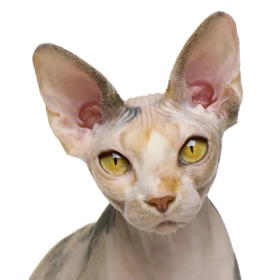 Il gatto nudo o Sphynx: caratteristiche e curiosità