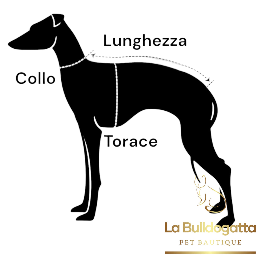 Come scegliere la taglia corretta per il mio cane