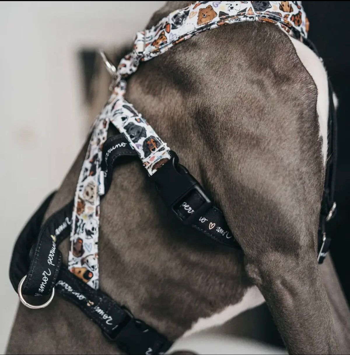XY Perruno love anti-escape harness