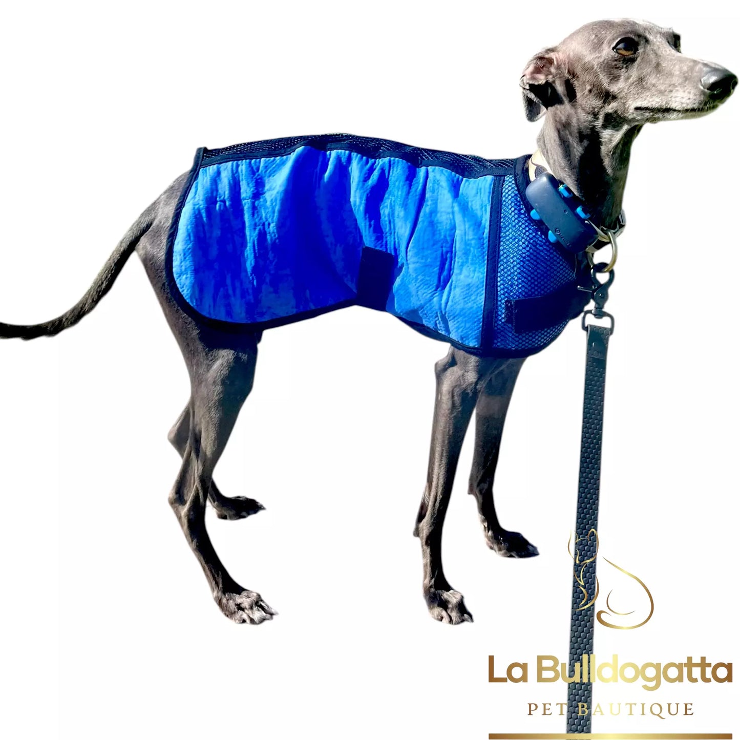 Cappottino refrigerante Piccolo levriero Italiano - racing, coursing