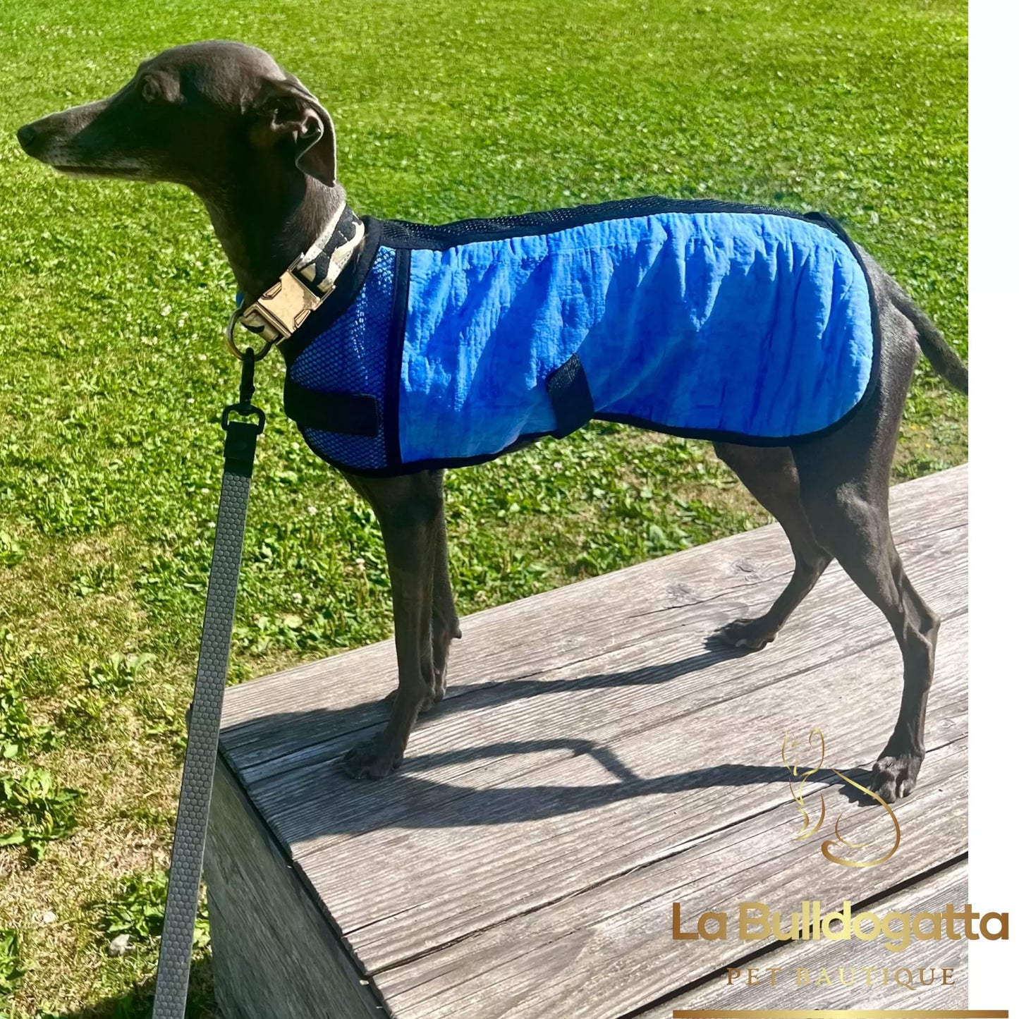 Cappottino refrigerante Piccolo levriero Italiano - racing, coursing