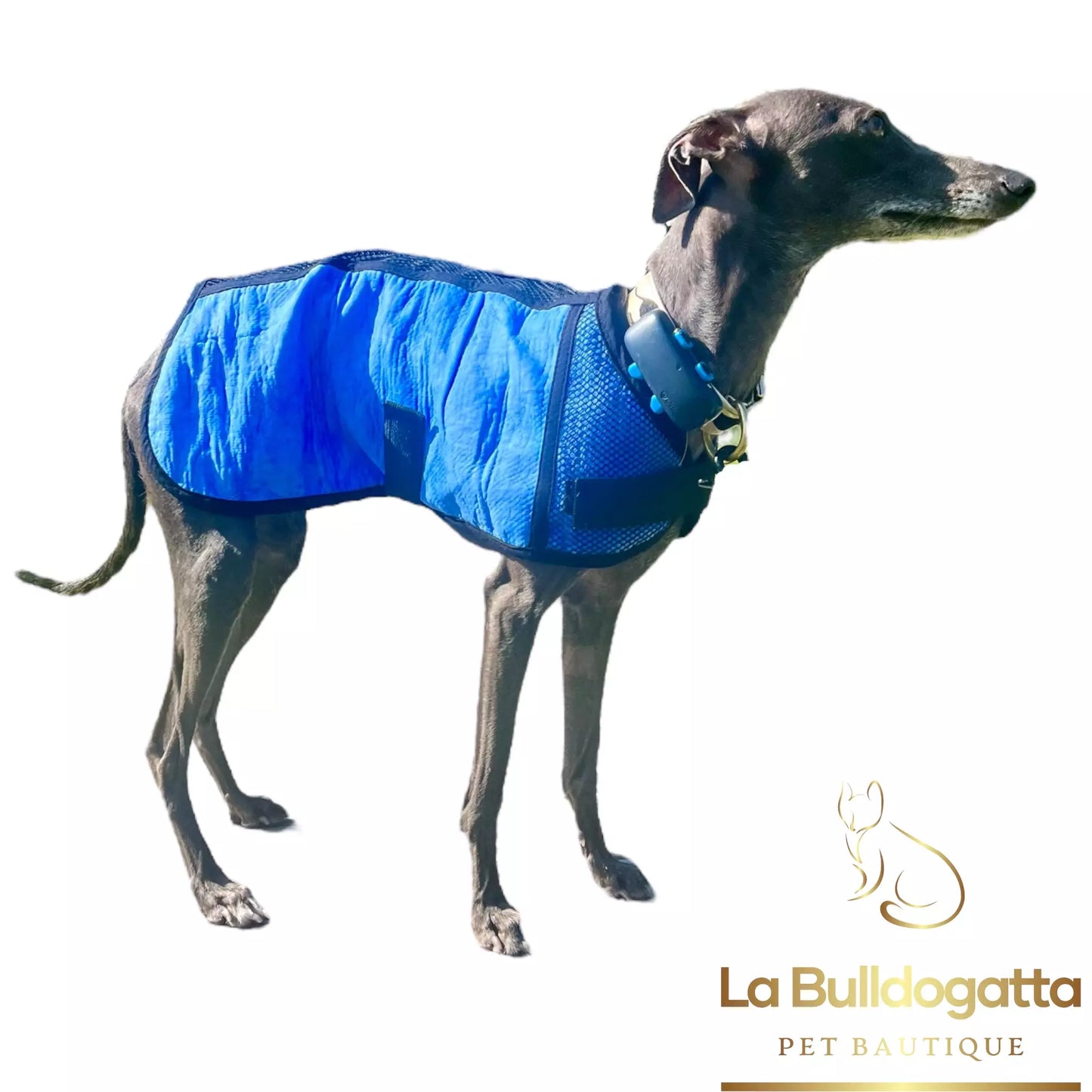 Cappottino refrigerante Piccolo levriero Italiano - racing, coursing