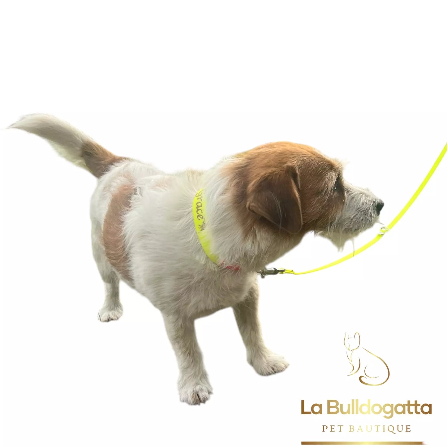 Collare in biothane - personalizzato con incisione laser e su misura