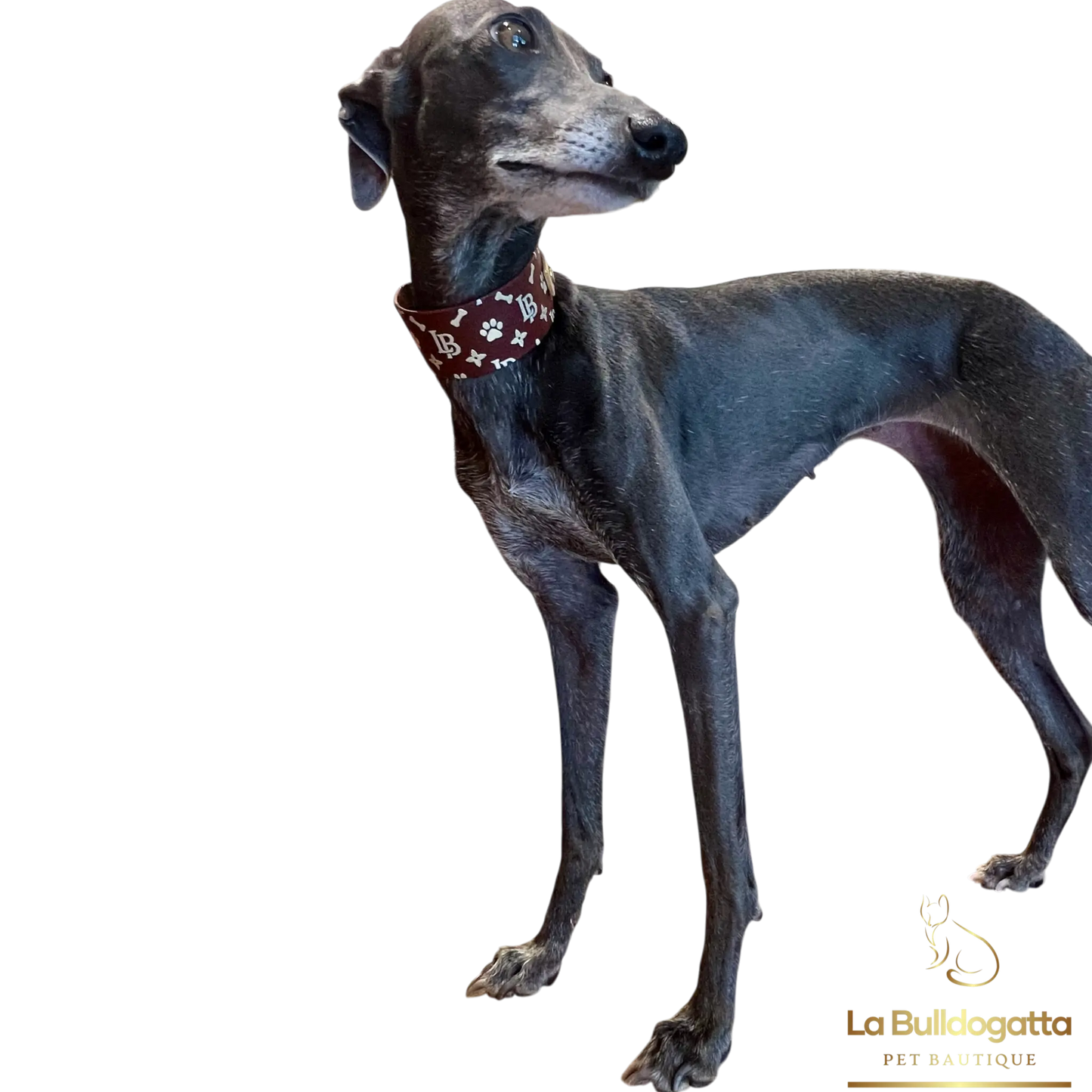 Collare Monograms by  La Bulldogatta - PICCOLO LEVRIERO ITALIANO
