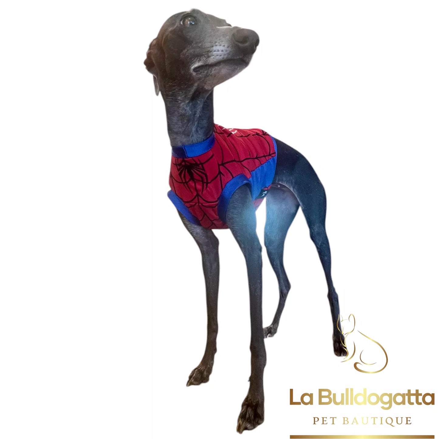 Gualdrappe personalizzate per levrieri - racing, coursing, squadra nazionale, premiazioni, supereroi
