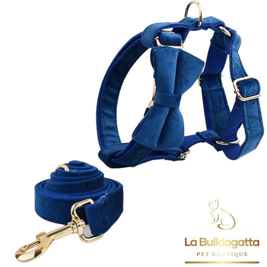 Set Pettorina a H, guinzaglio e fiocco velluto blu royal