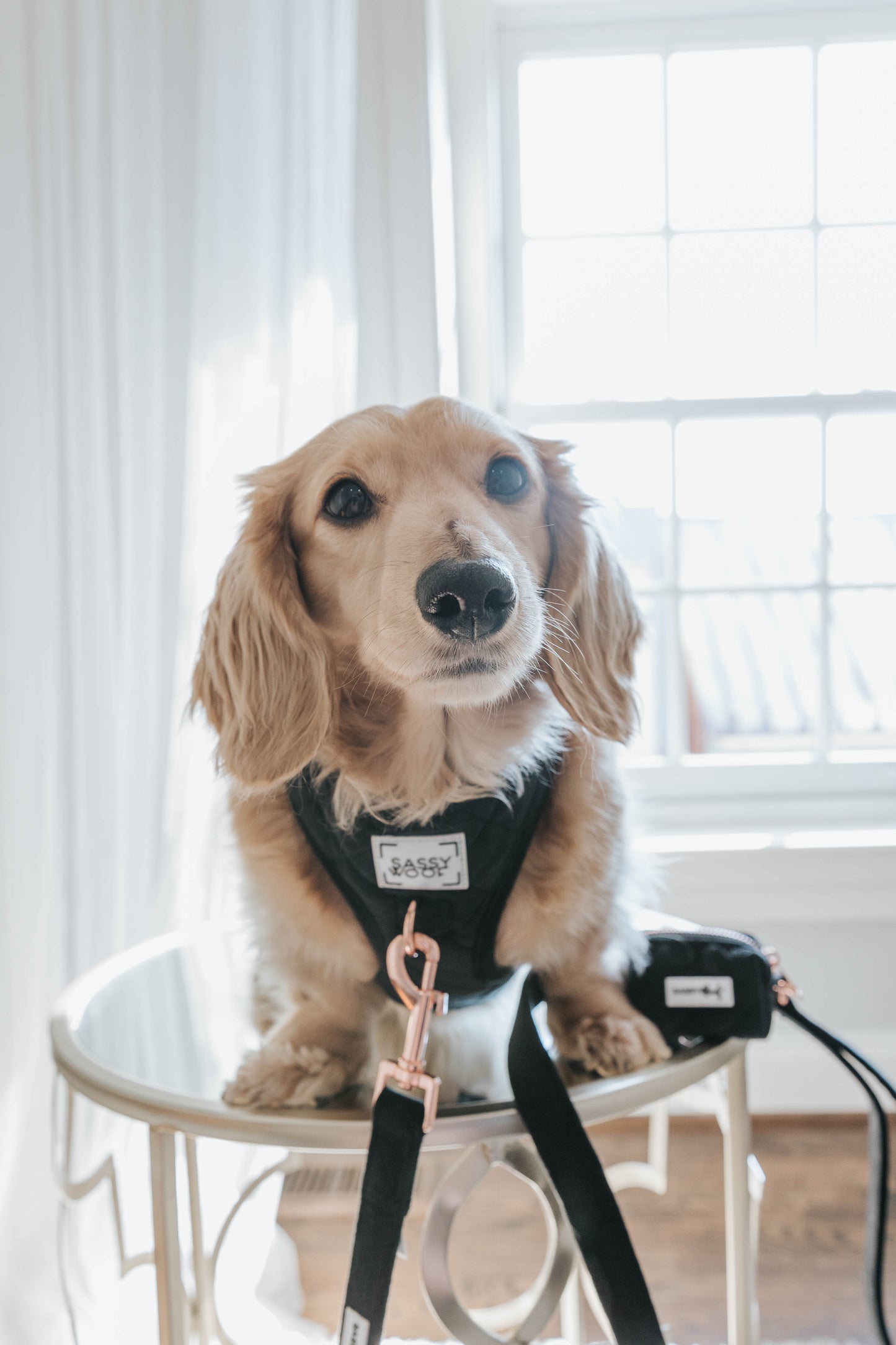 I Do Too Fabric Leash (Black) - I Do Too' Dog Fabric Leash (Black)