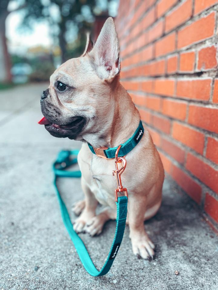 Collare per cane Napa - 'Napa' Dog Collar