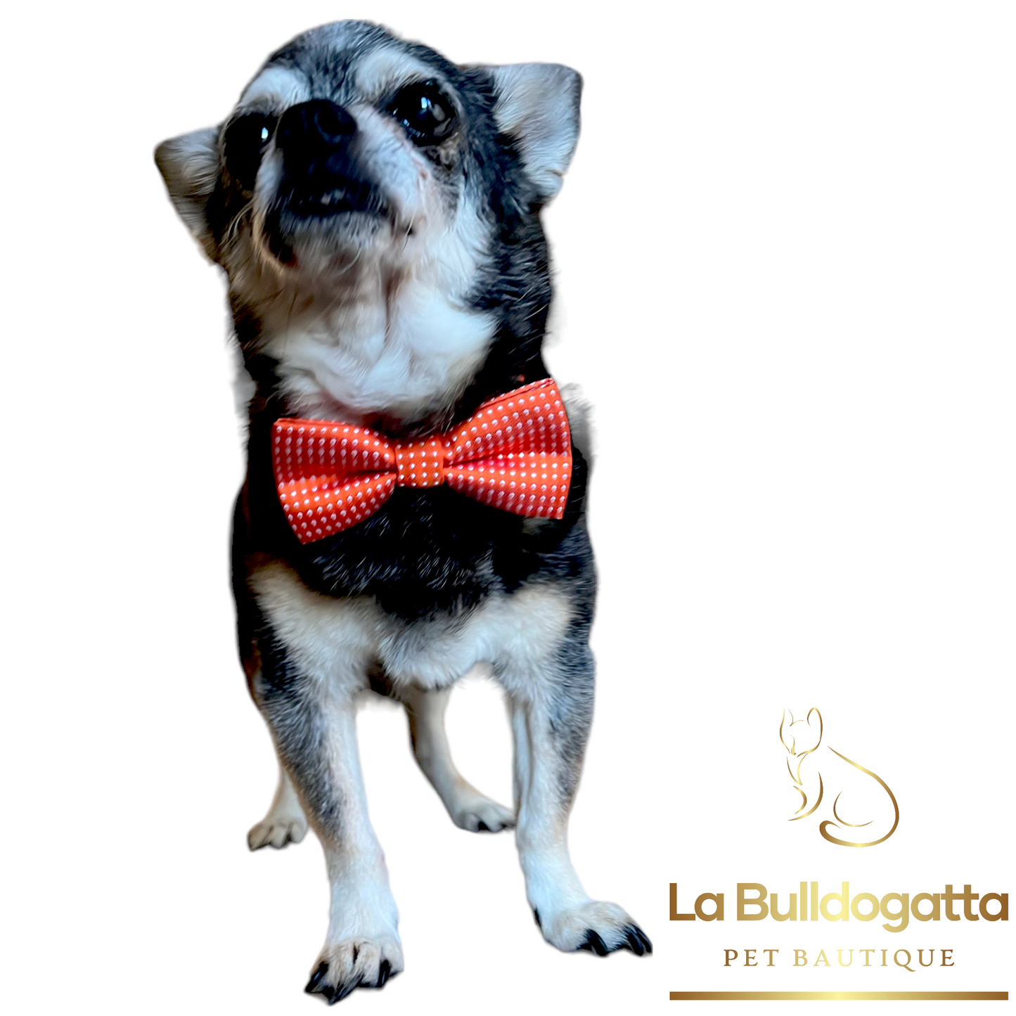 Bow tie for dog and cat in multiple colors 