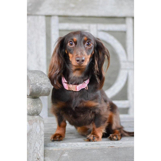 Collare per cane Dolce Rose - 'Dolce Rose' Dog Collar