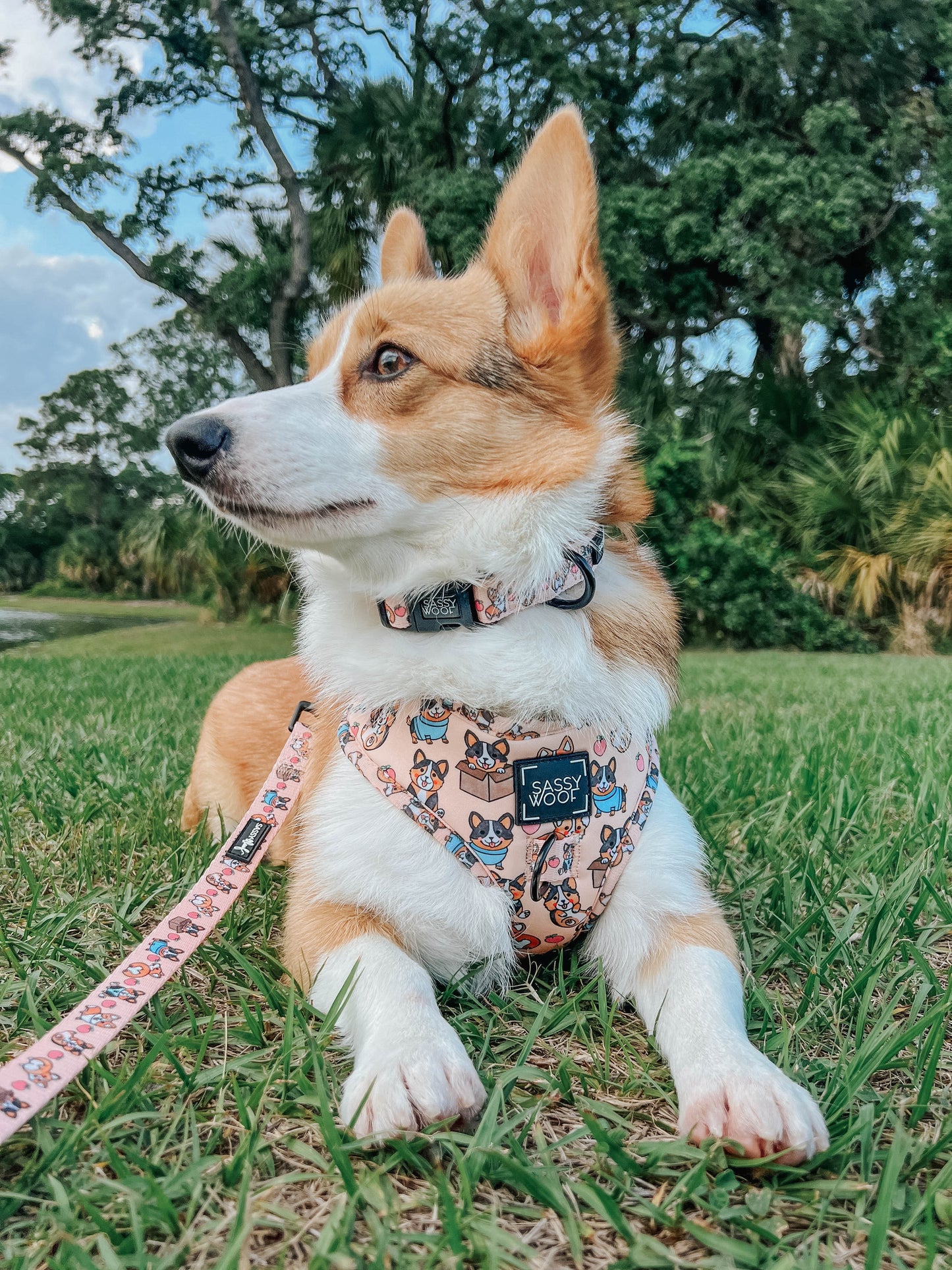 Collare per cane Corgilicious - 'Corgilicious' Dog Collar