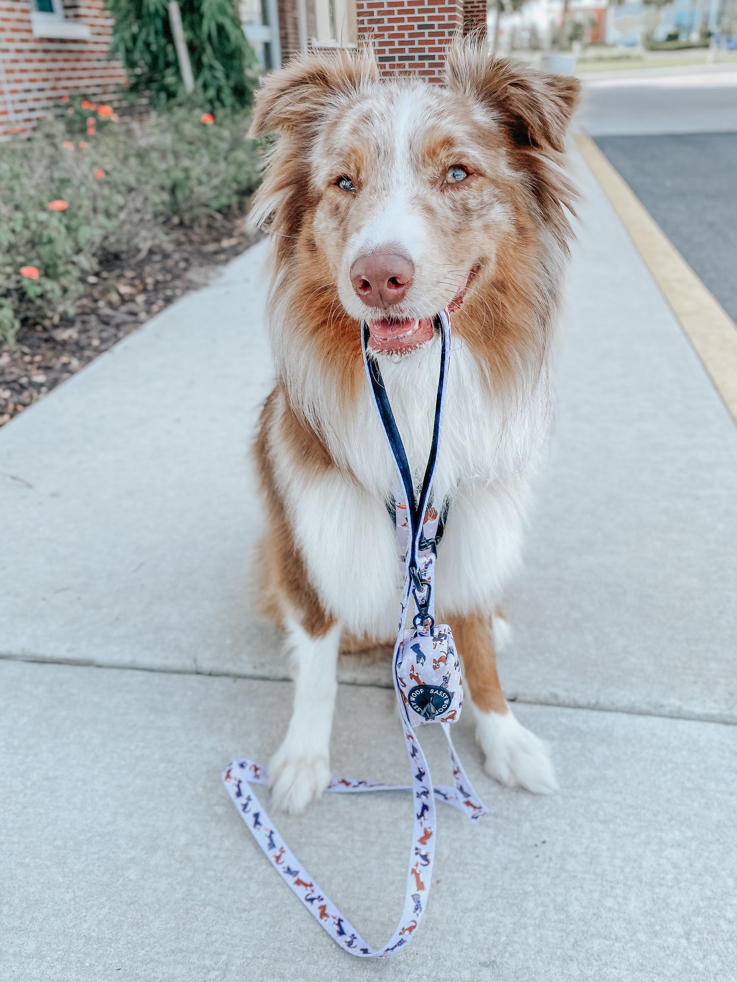 Guinzaglio in tessuto Too Much Auss - 'Too Much Auss' Dog Fabric Leash