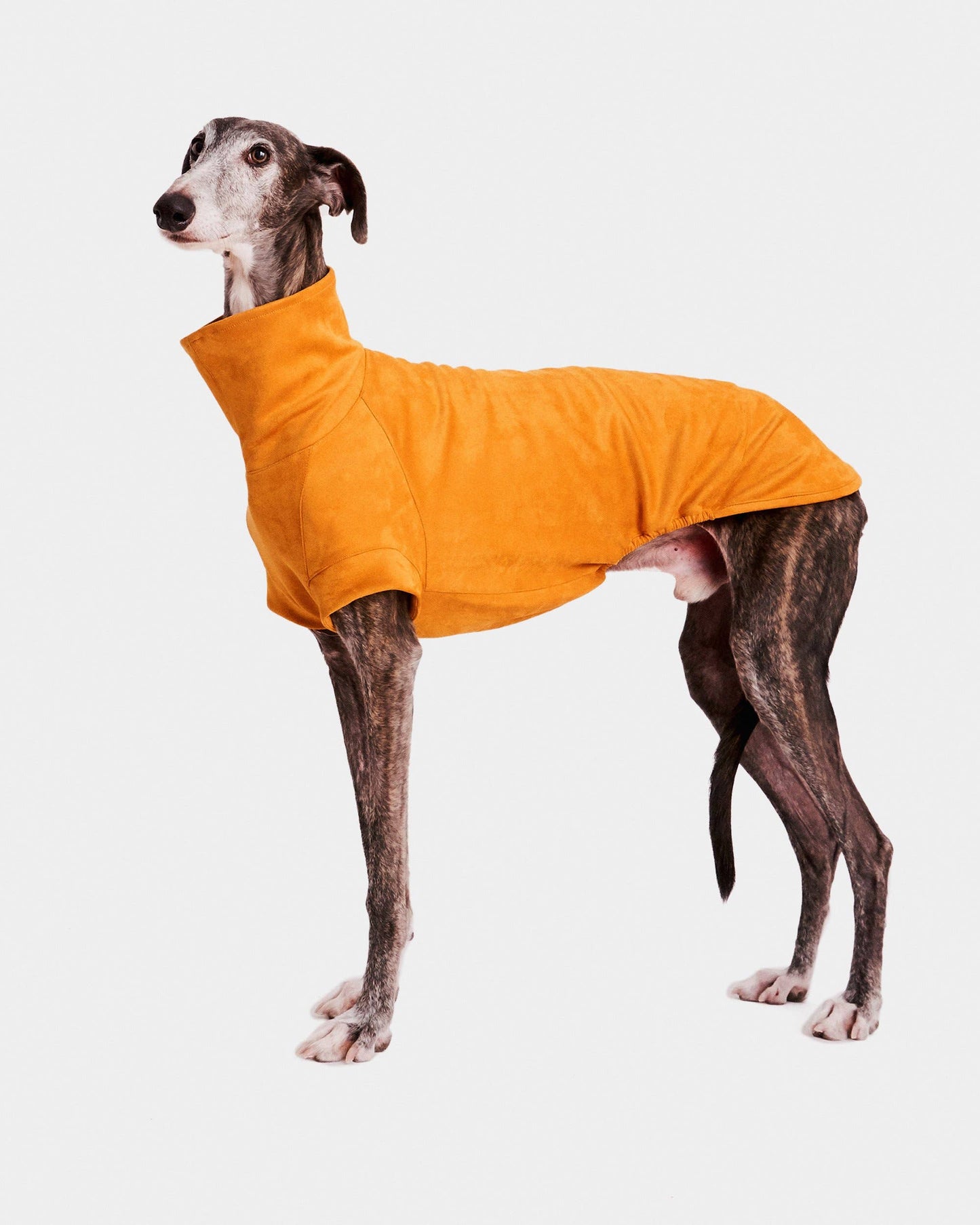 YELLOW SLEEVELESS HOODIE FOR WHIPPET GREYHOUNDS 