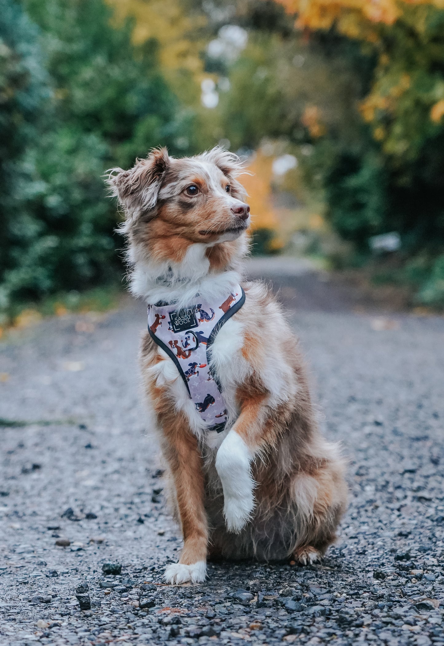 Pettorina regolabile per cane Too Much Auss - 'Too Much Auss' Adjustable Dog Harness